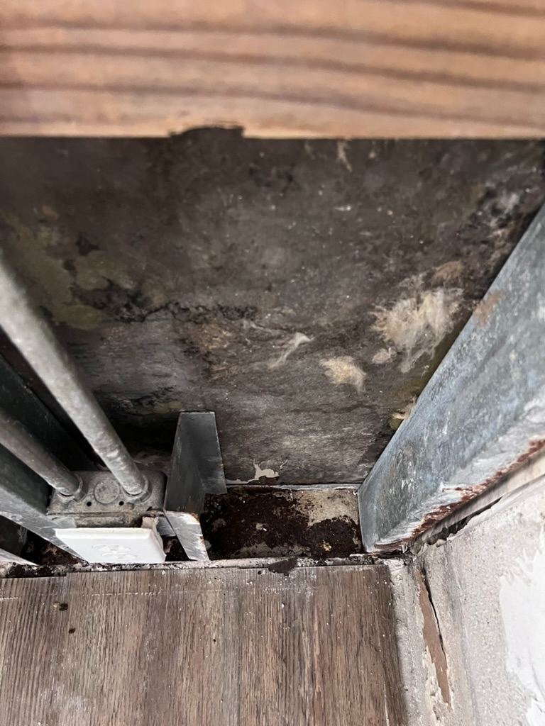 Heavy mold growth found behind flooring near an electrical outlet box
