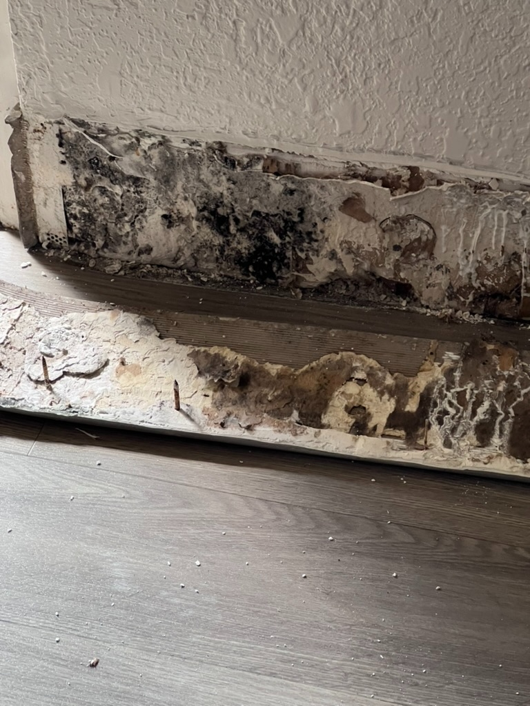 Close-up of mold growth along a baseboard and wall corner in a hotel room
